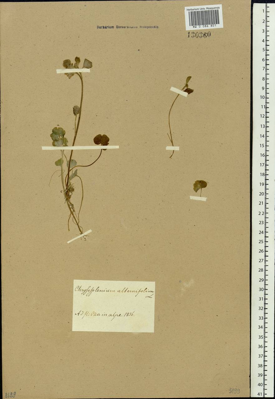 Chrysosplenium alternifolium L., Siberia, Baikal & Transbaikal region (S4) (Russia)