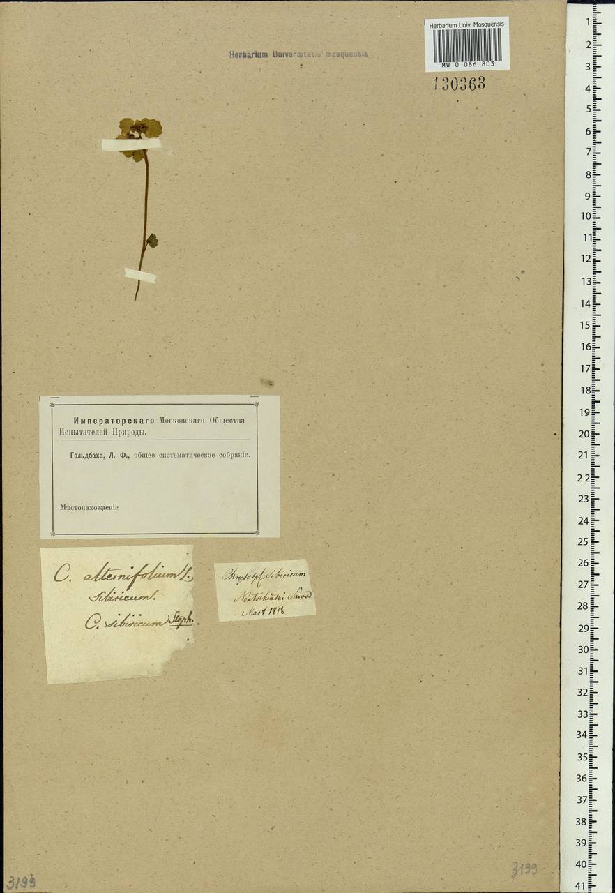 Chrysosplenium alternifolium L., Siberia, Baikal & Transbaikal region (S4) (Russia)