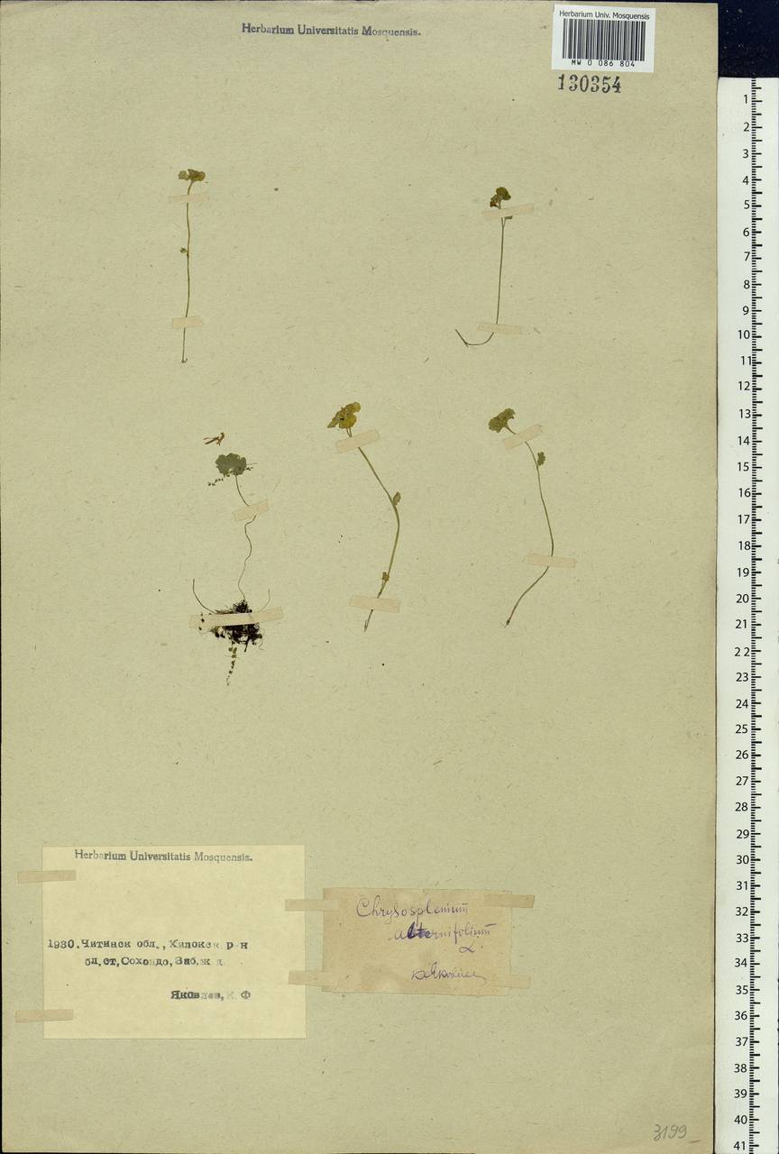 Chrysosplenium alternifolium L., Siberia, Baikal & Transbaikal region (S4) (Russia)