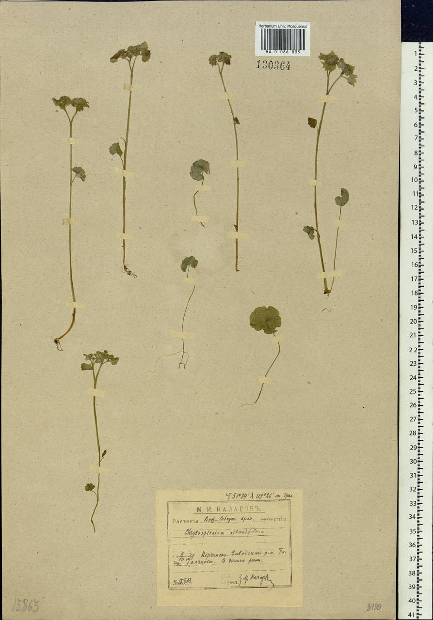 Chrysosplenium alternifolium L., Siberia, Baikal & Transbaikal region (S4) (Russia)