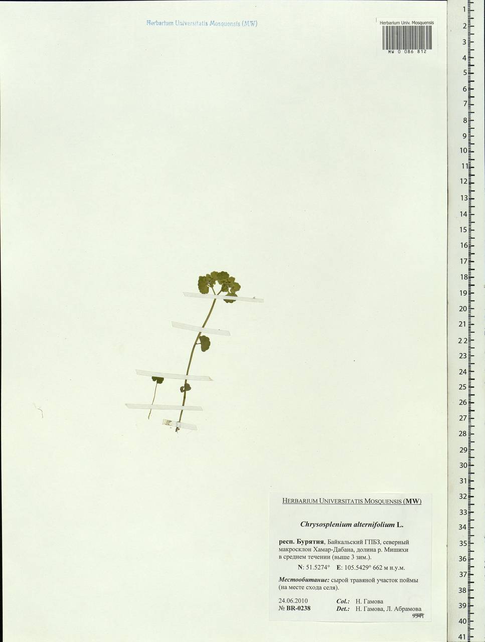 Chrysosplenium alternifolium L., Siberia, Baikal & Transbaikal region (S4) (Russia)