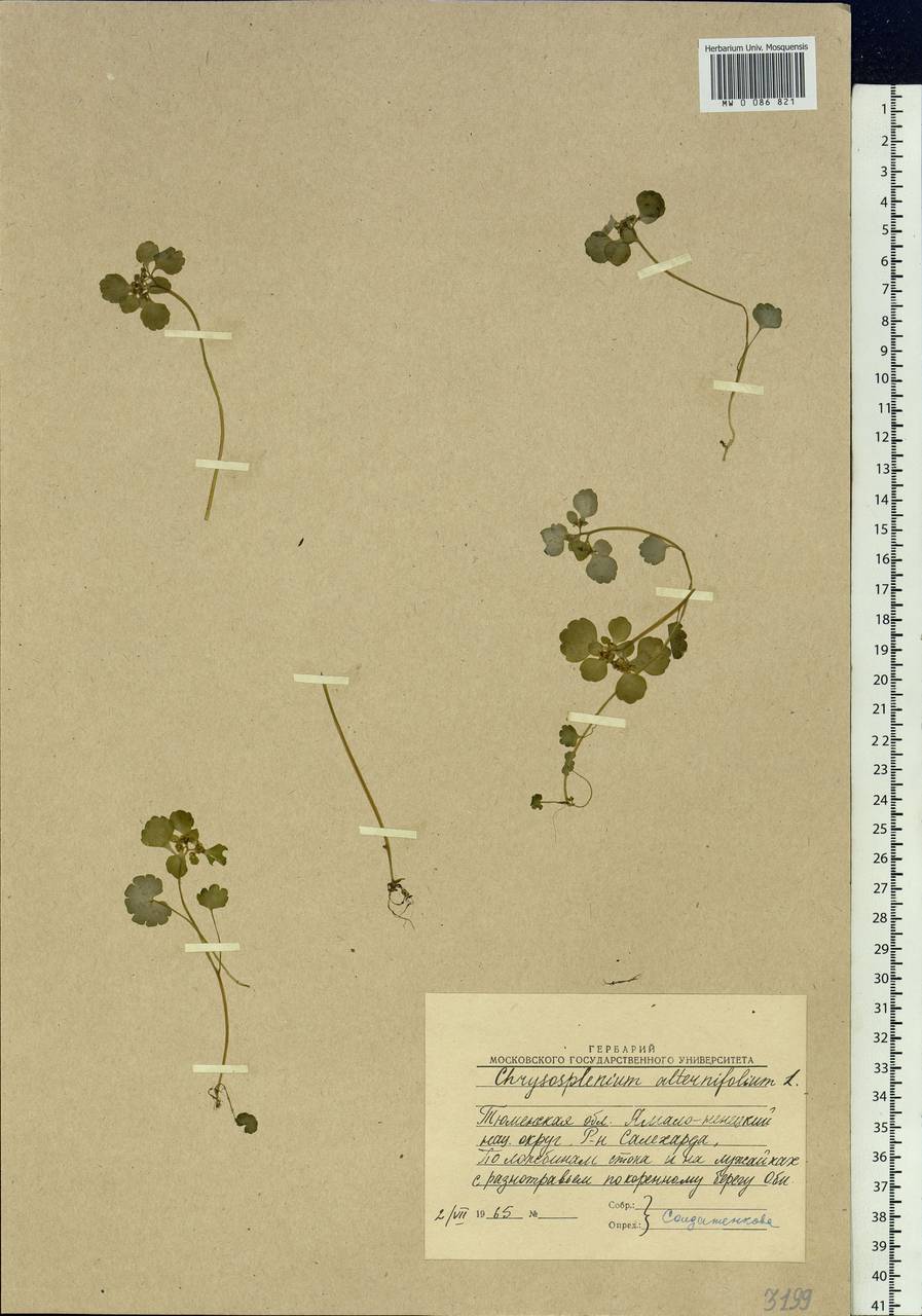 Chrysosplenium alternifolium L., Siberia, Western Siberia (S1) (Russia)
