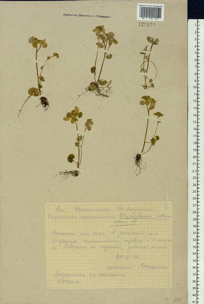 Chrysosplenium alternifolium L., Eastern Europe, Northern region (E1) (Russia)