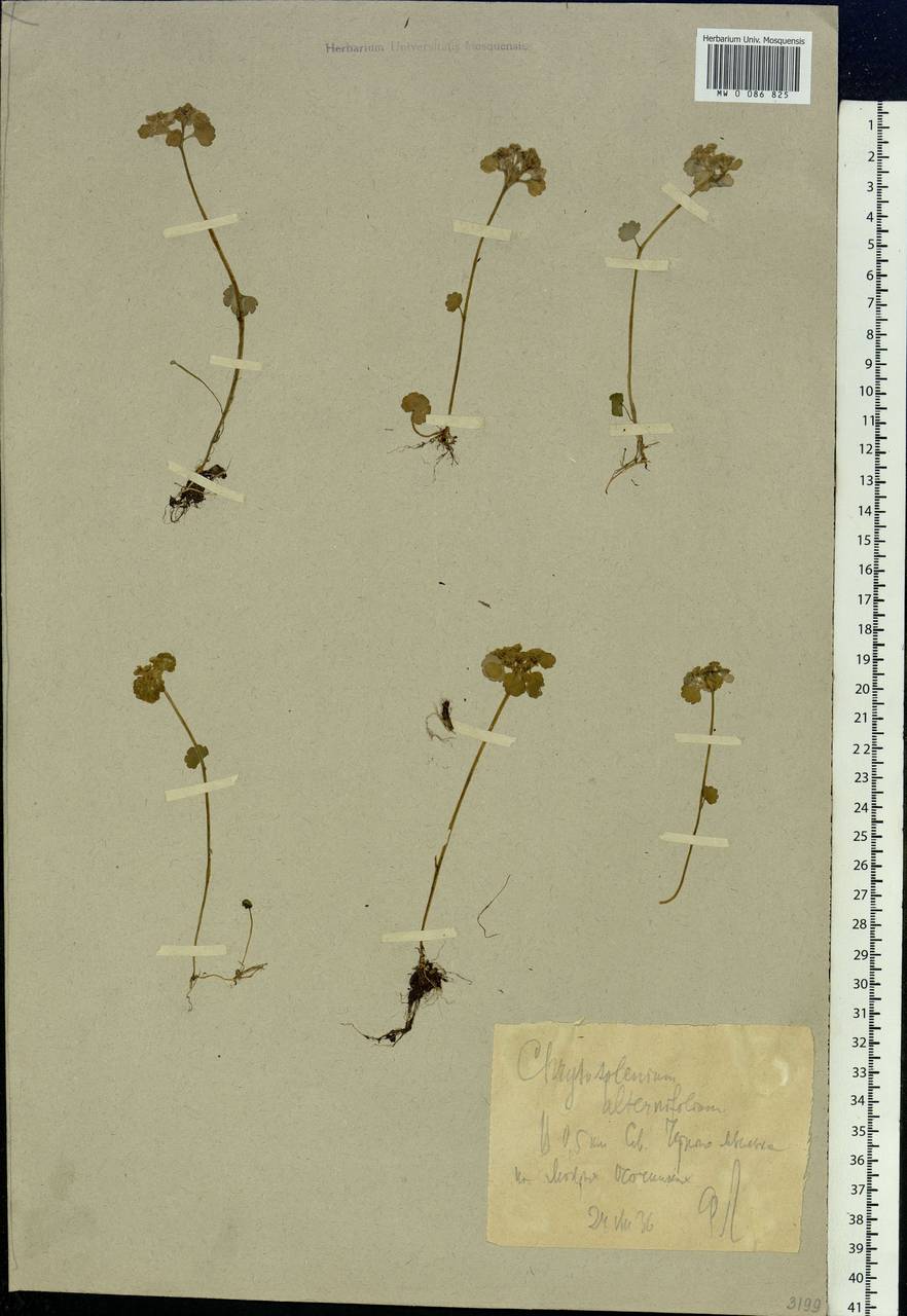 Chrysosplenium alternifolium L., Siberia, Western Siberia (S1) (Russia)