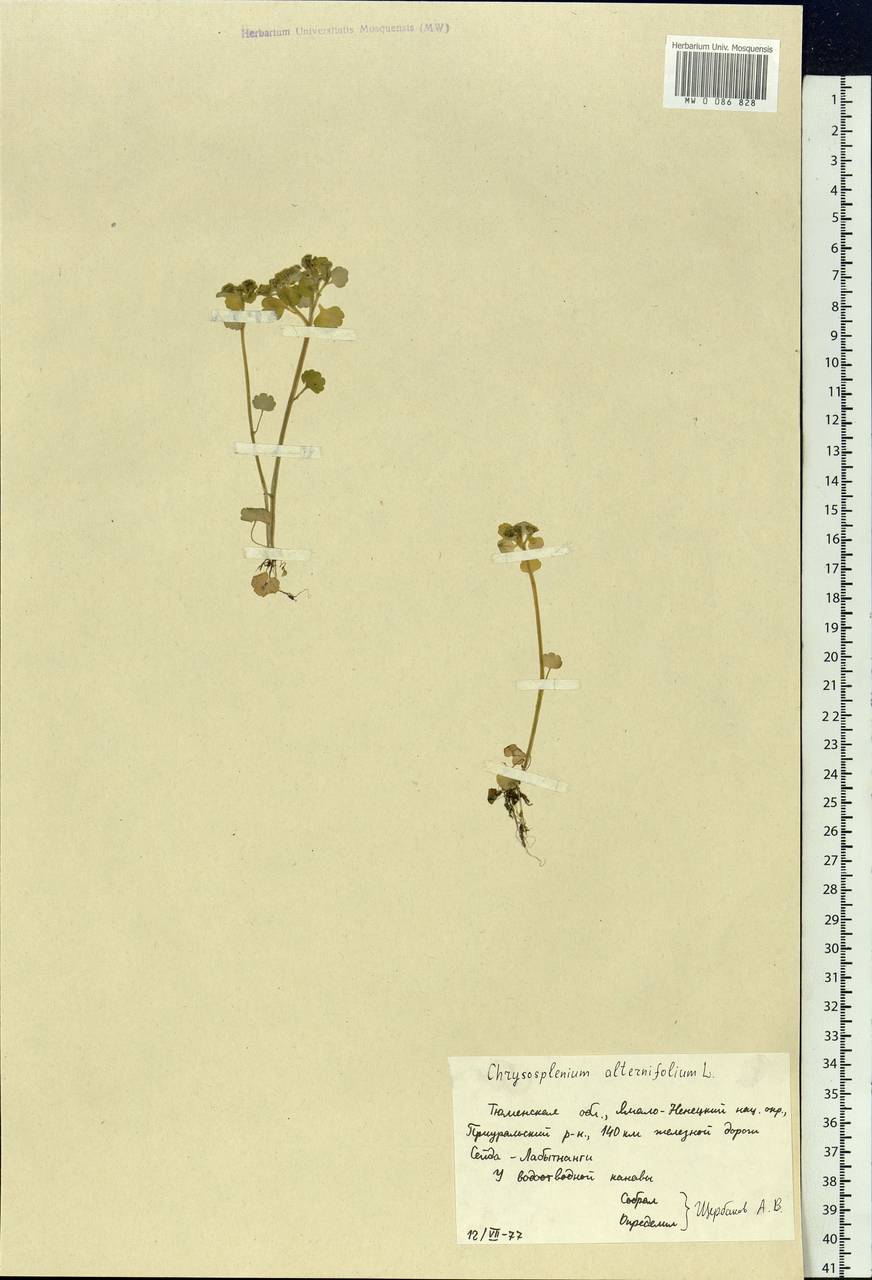 Chrysosplenium alternifolium L., Siberia, Western Siberia (S1) (Russia)