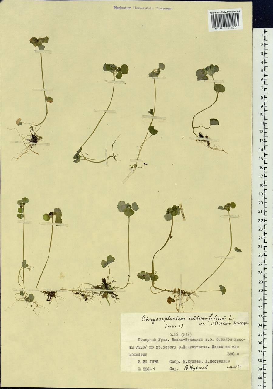 Chrysosplenium alternifolium L., Siberia, Western Siberia (S1) (Russia)