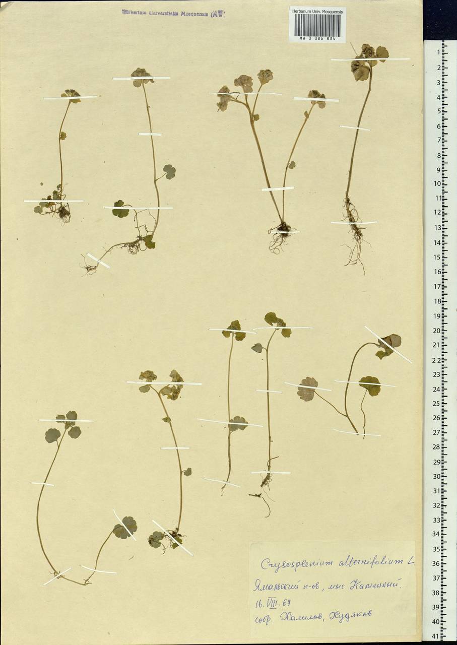 Chrysosplenium alternifolium L., Siberia, Western Siberia (S1) (Russia)