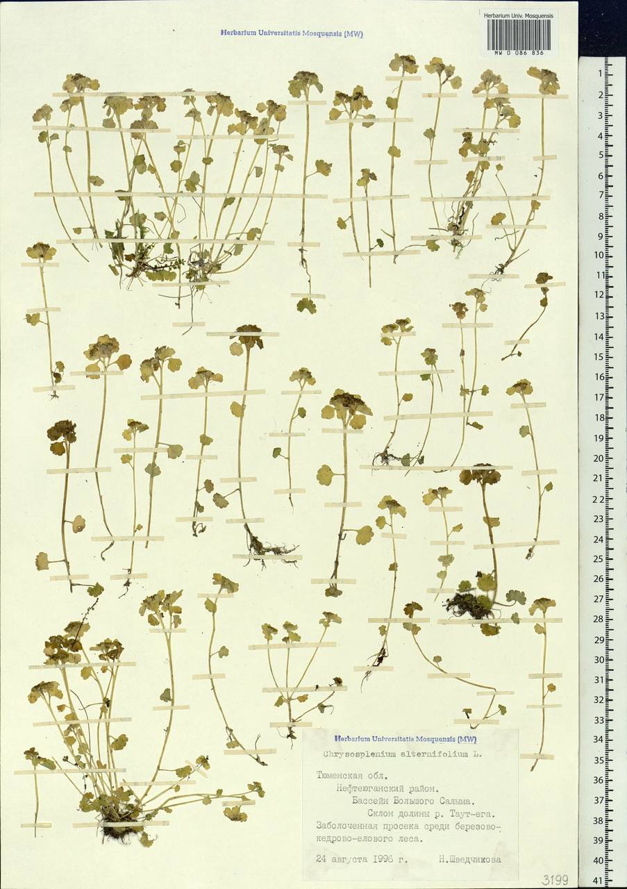 Chrysosplenium alternifolium L., Siberia, Western Siberia (S1) (Russia)