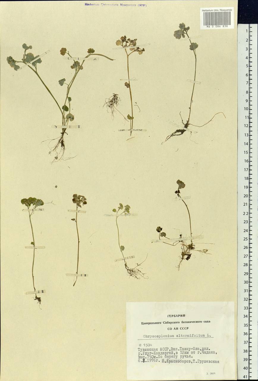 Chrysosplenium alternifolium L., Siberia, Altai & Sayany Mountains (S2) (Russia)
