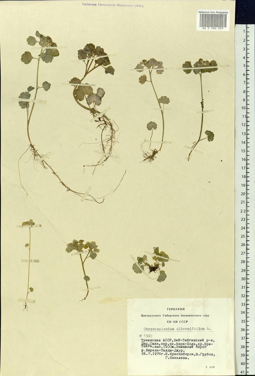 Chrysosplenium alternifolium L., Siberia, Altai & Sayany Mountains (S2) (Russia)