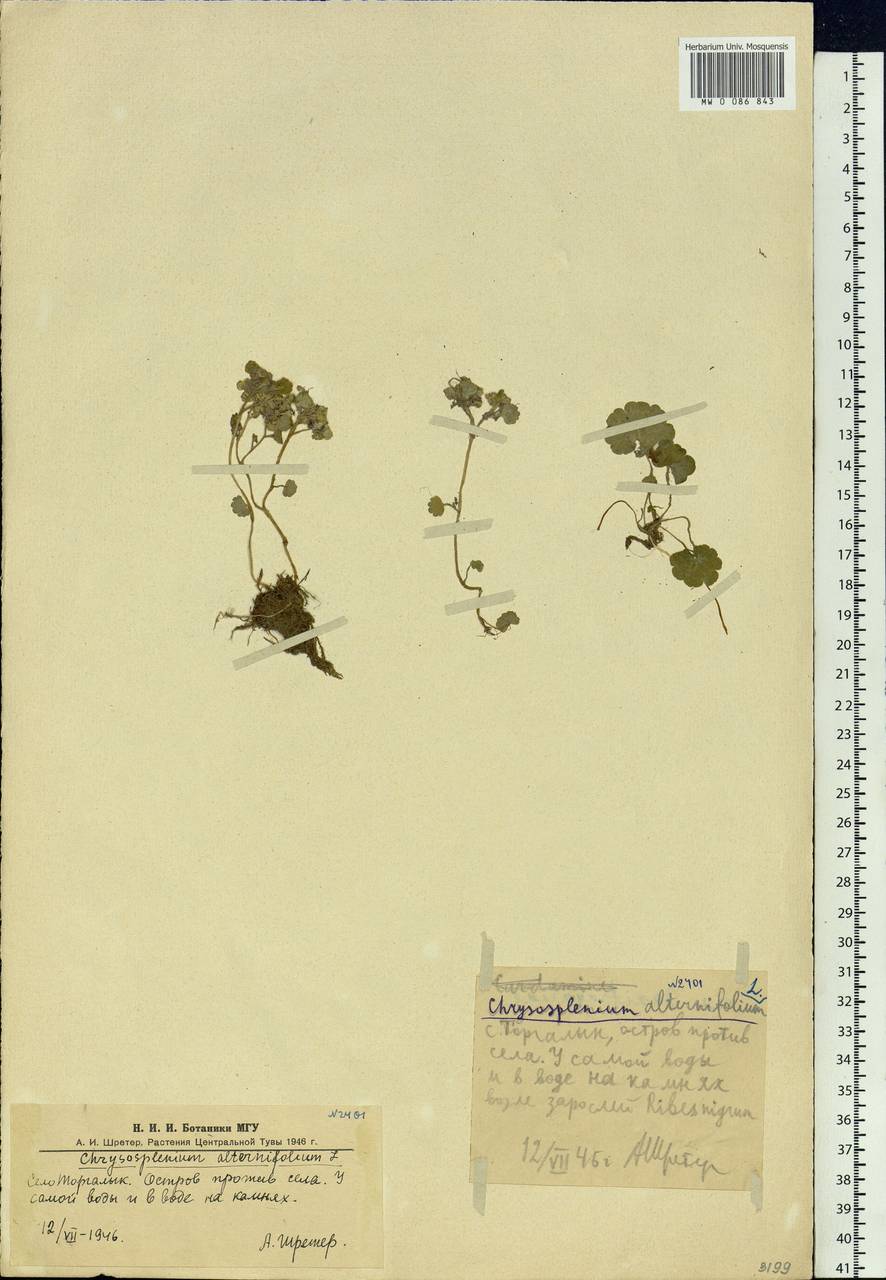 Chrysosplenium alternifolium L., Siberia, Altai & Sayany Mountains (S2) (Russia)