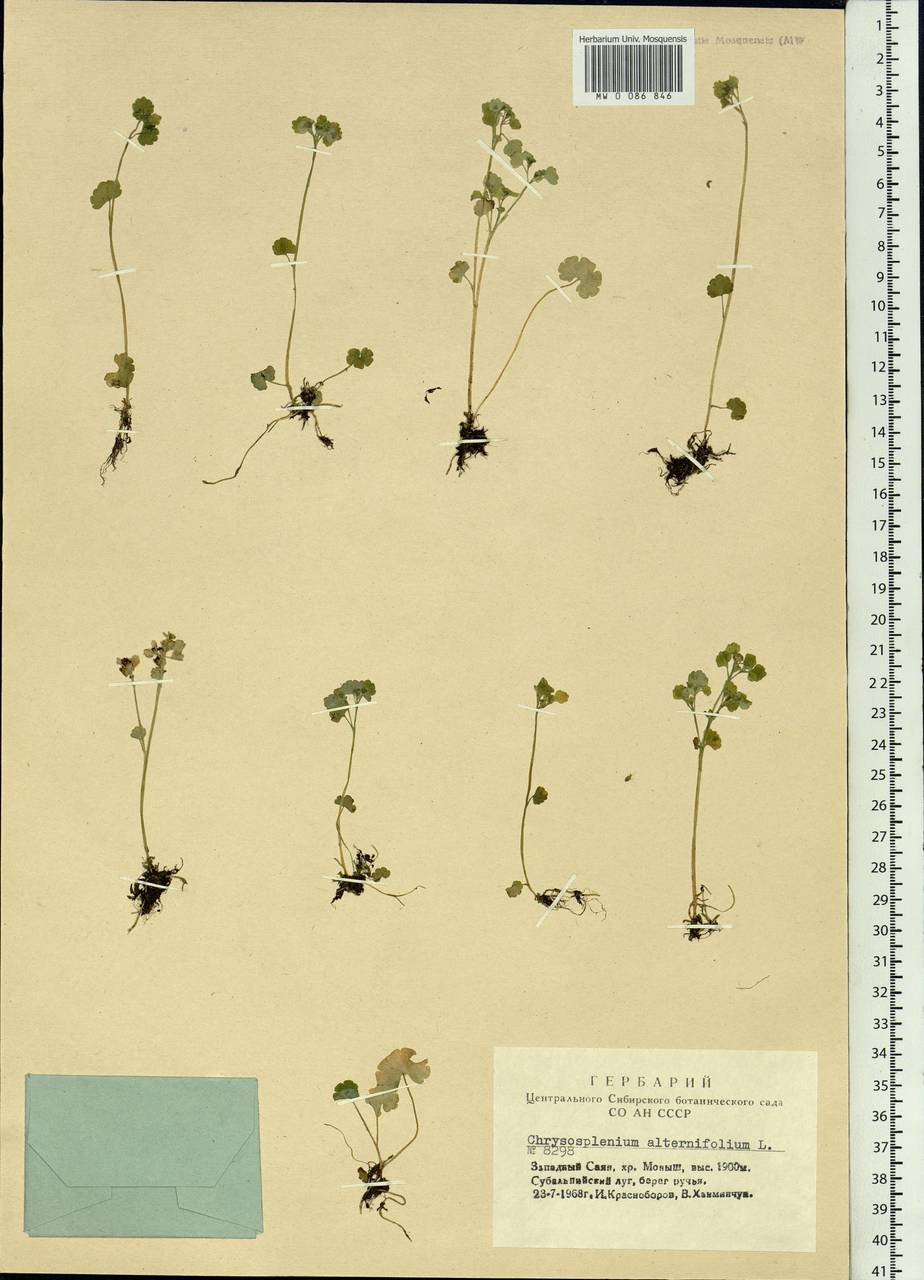 Chrysosplenium alternifolium L., Siberia, Altai & Sayany Mountains (S2) (Russia)