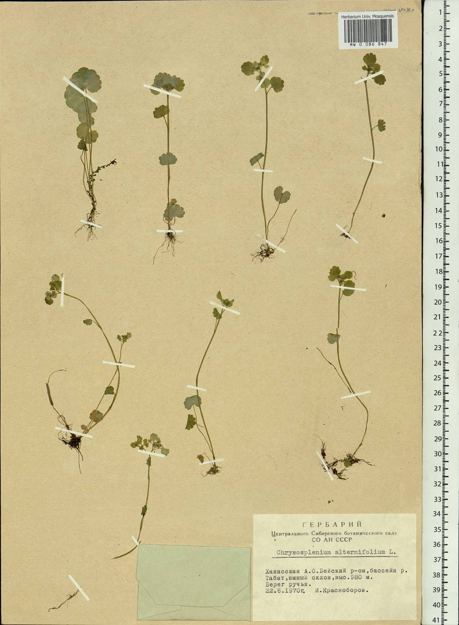 Chrysosplenium alternifolium L., Siberia, Altai & Sayany Mountains (S2) (Russia)