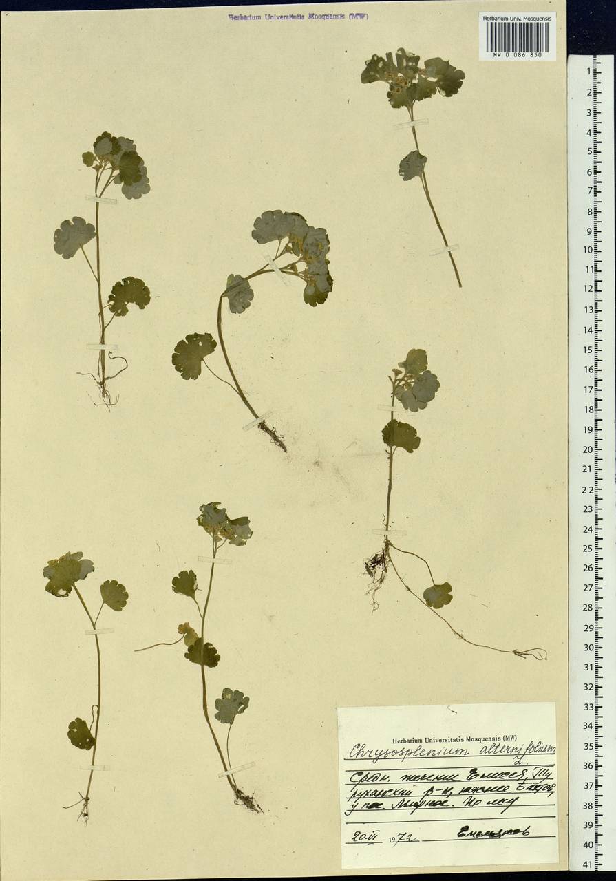 Chrysosplenium alternifolium L., Siberia, Central Siberia (S3) (Russia)