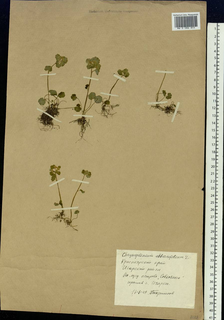 Chrysosplenium alternifolium L., Siberia, Central Siberia (S3) (Russia)