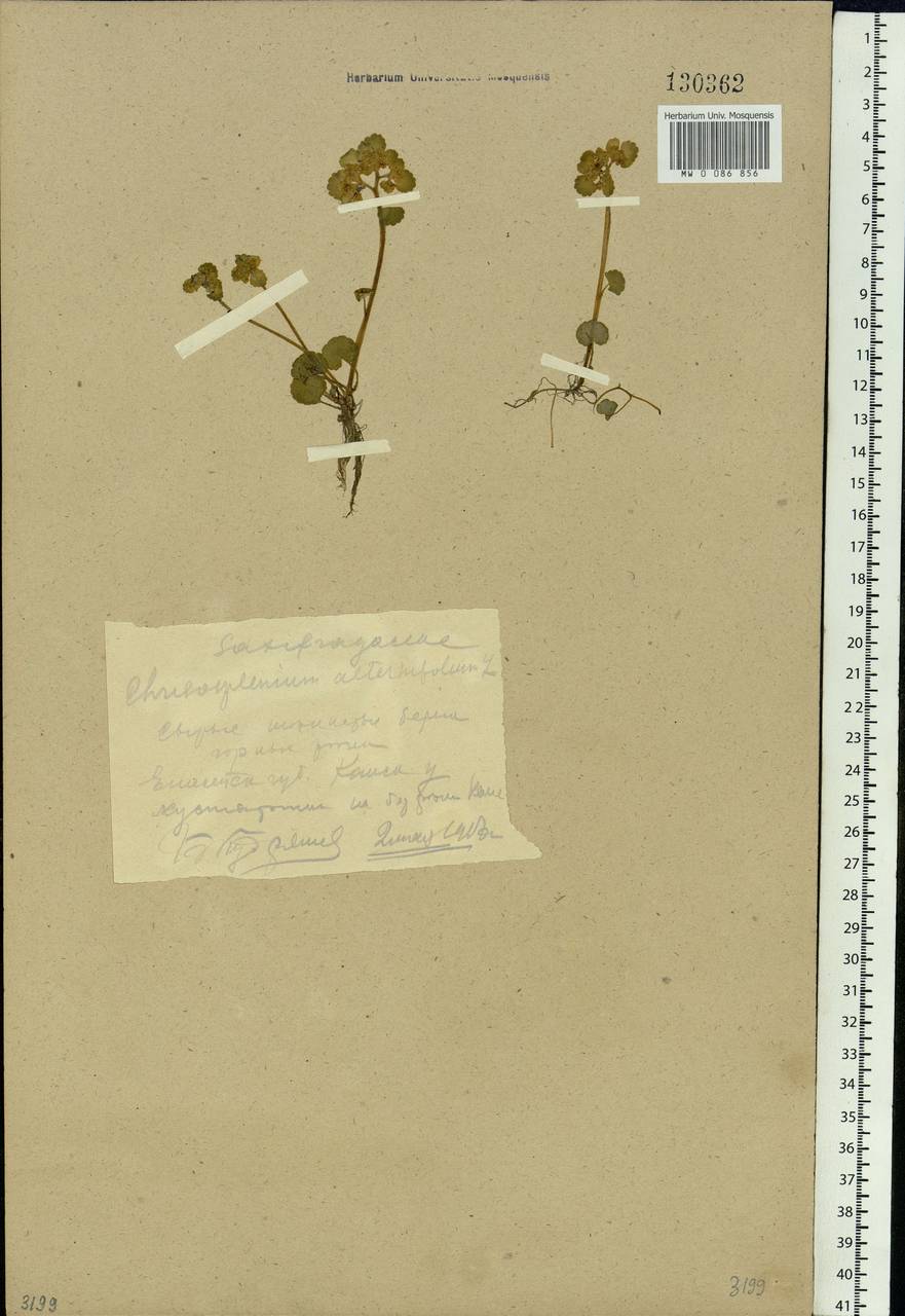 Chrysosplenium alternifolium L., Siberia, Central Siberia (S3) (Russia)