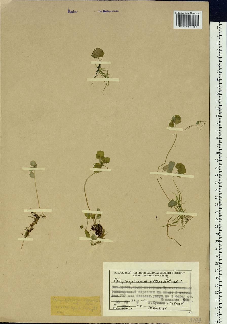 Chrysosplenium alternifolium L., Siberia, Central Siberia (S3) (Russia)