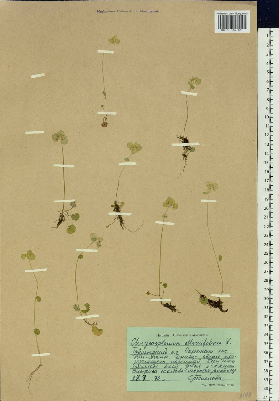 Chrysosplenium alternifolium L., Siberia, Central Siberia (S3) (Russia)