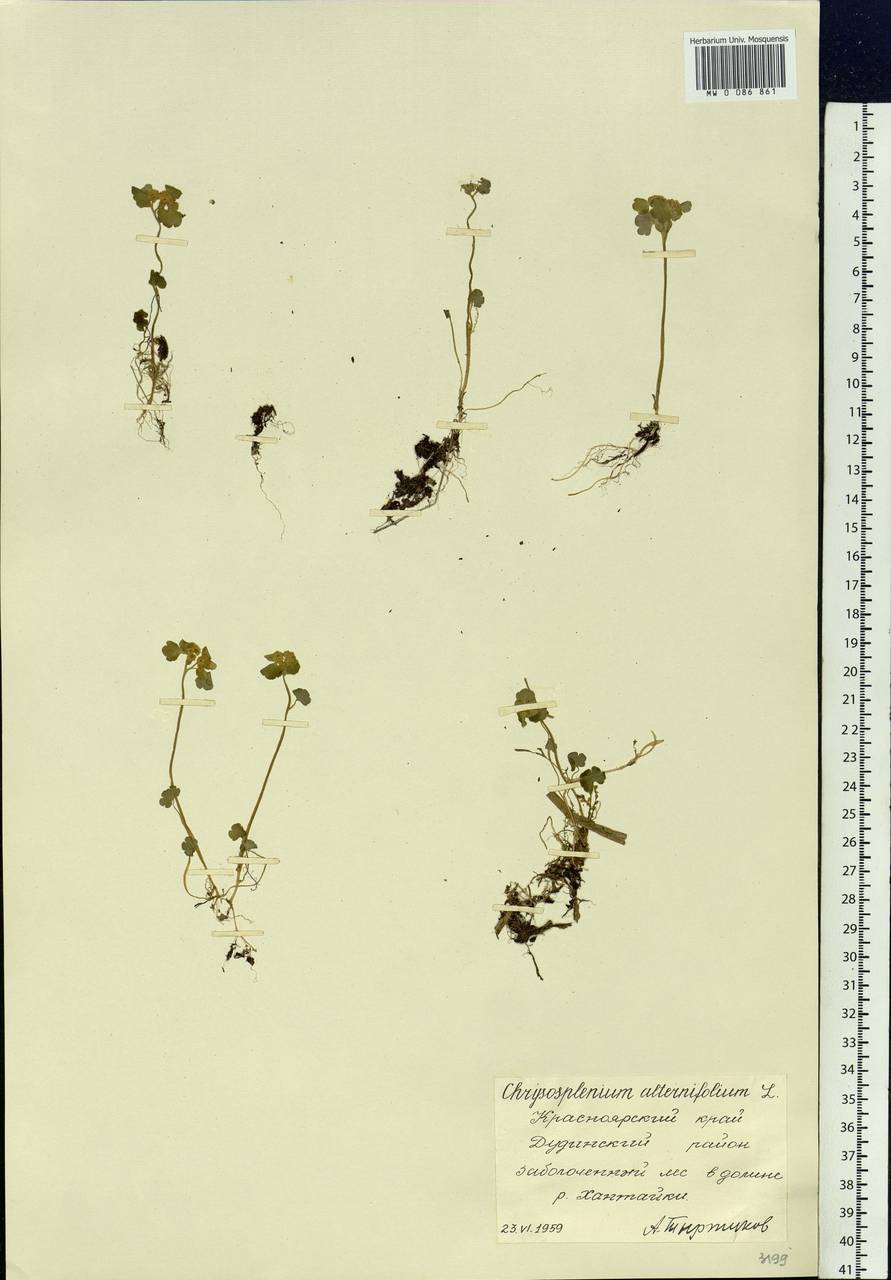 Chrysosplenium alternifolium L., Siberia, Central Siberia (S3) (Russia)