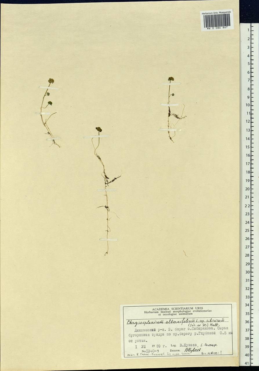 Chrysosplenium alternifolium L., Siberia, Central Siberia (S3) (Russia)