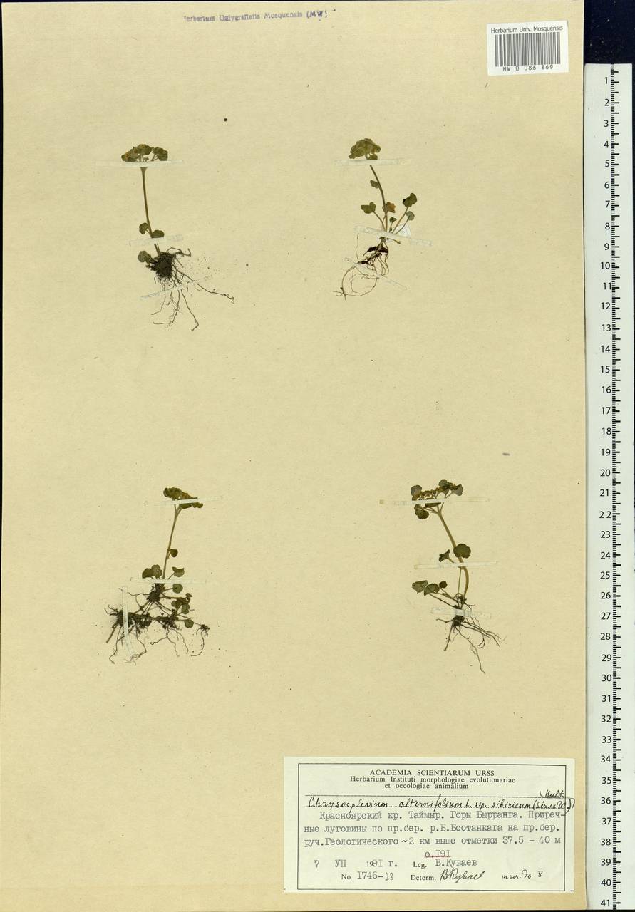 Chrysosplenium alternifolium L., Siberia, Central Siberia (S3) (Russia)