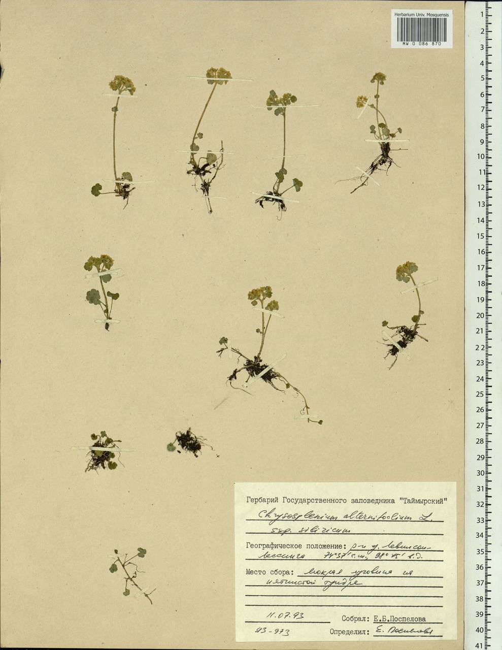 Chrysosplenium alternifolium L., Siberia, Central Siberia (S3) (Russia)