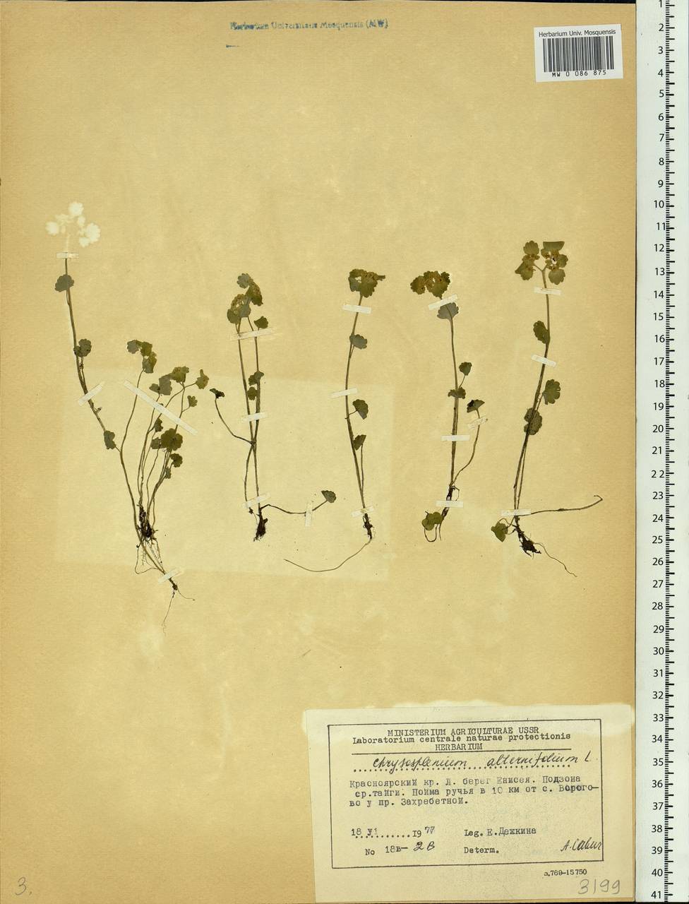 Chrysosplenium alternifolium L., Siberia, Central Siberia (S3) (Russia)