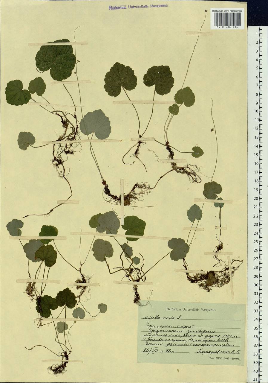 Mitella nuda L., Siberia, Russian Far East (S6) (Russia)