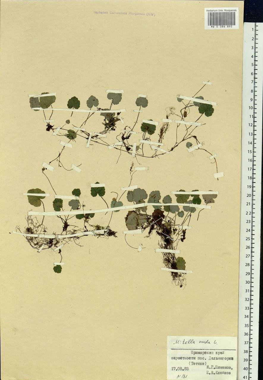 Mitella nuda L., Siberia, Russian Far East (S6) (Russia)
