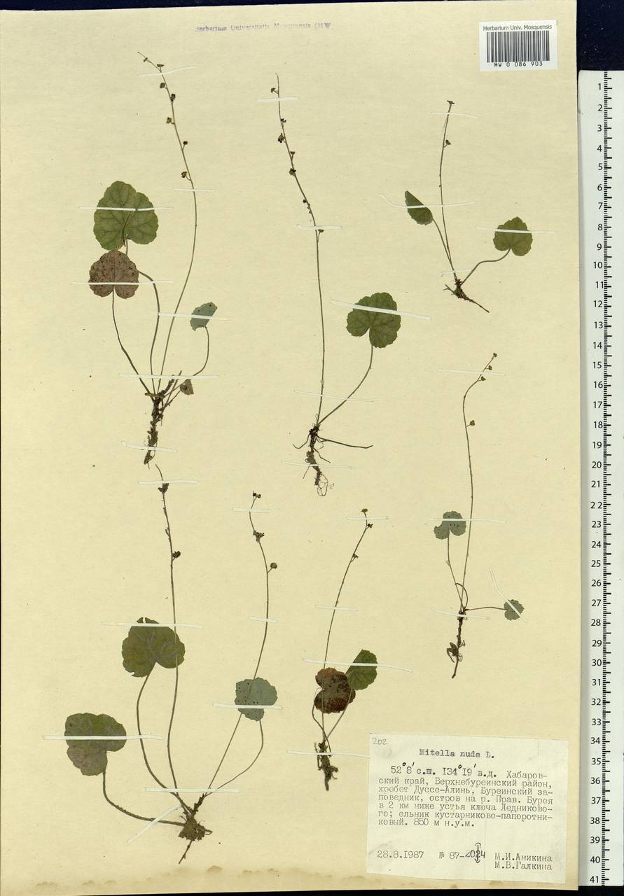 Mitella nuda L., Siberia, Russian Far East (S6) (Russia)