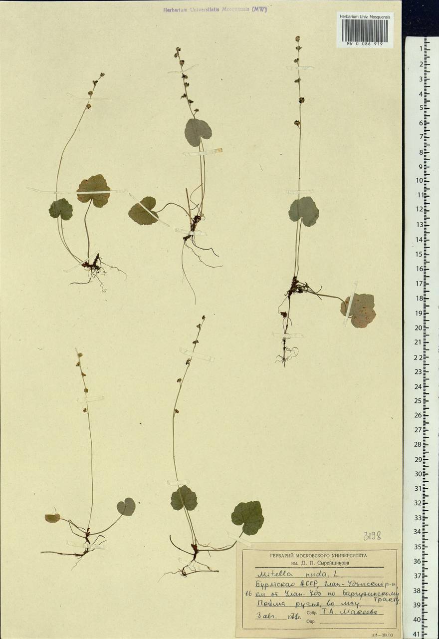 Mitella nuda L., Siberia, Baikal & Transbaikal region (S4) (Russia)