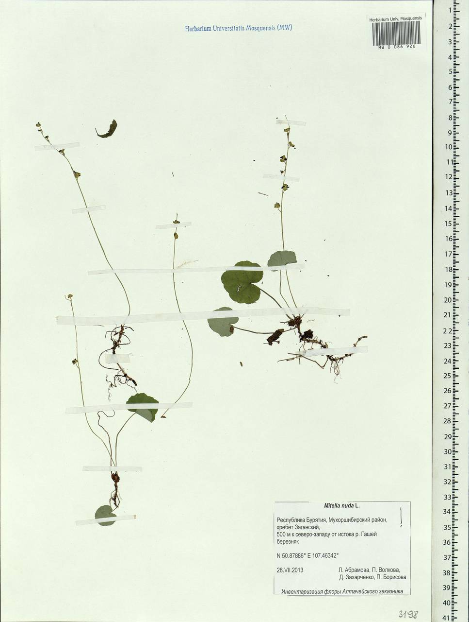 Mitella nuda L., Siberia, Baikal & Transbaikal region (S4) (Russia)