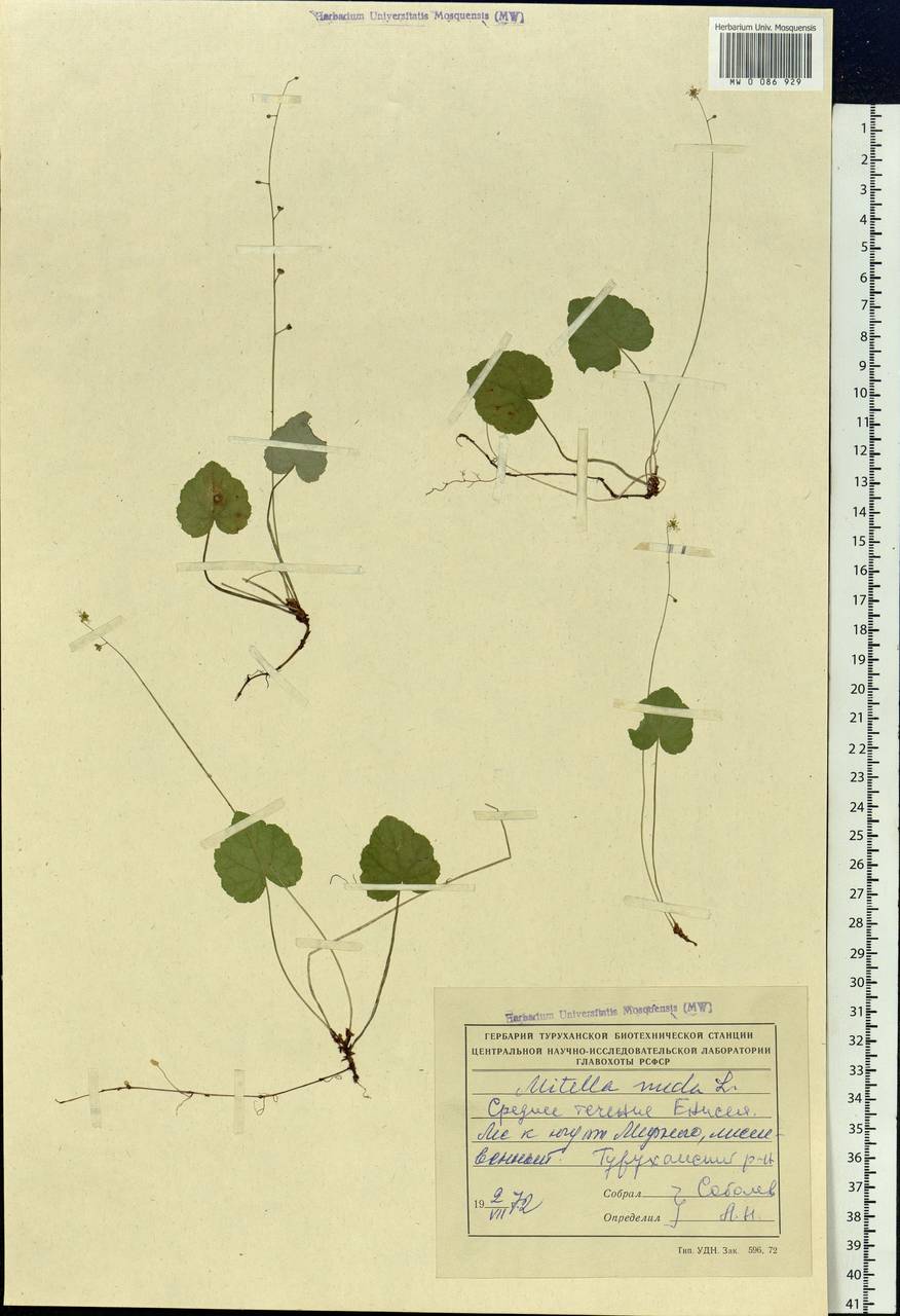 Mitella nuda L., Siberia, Central Siberia (S3) (Russia)