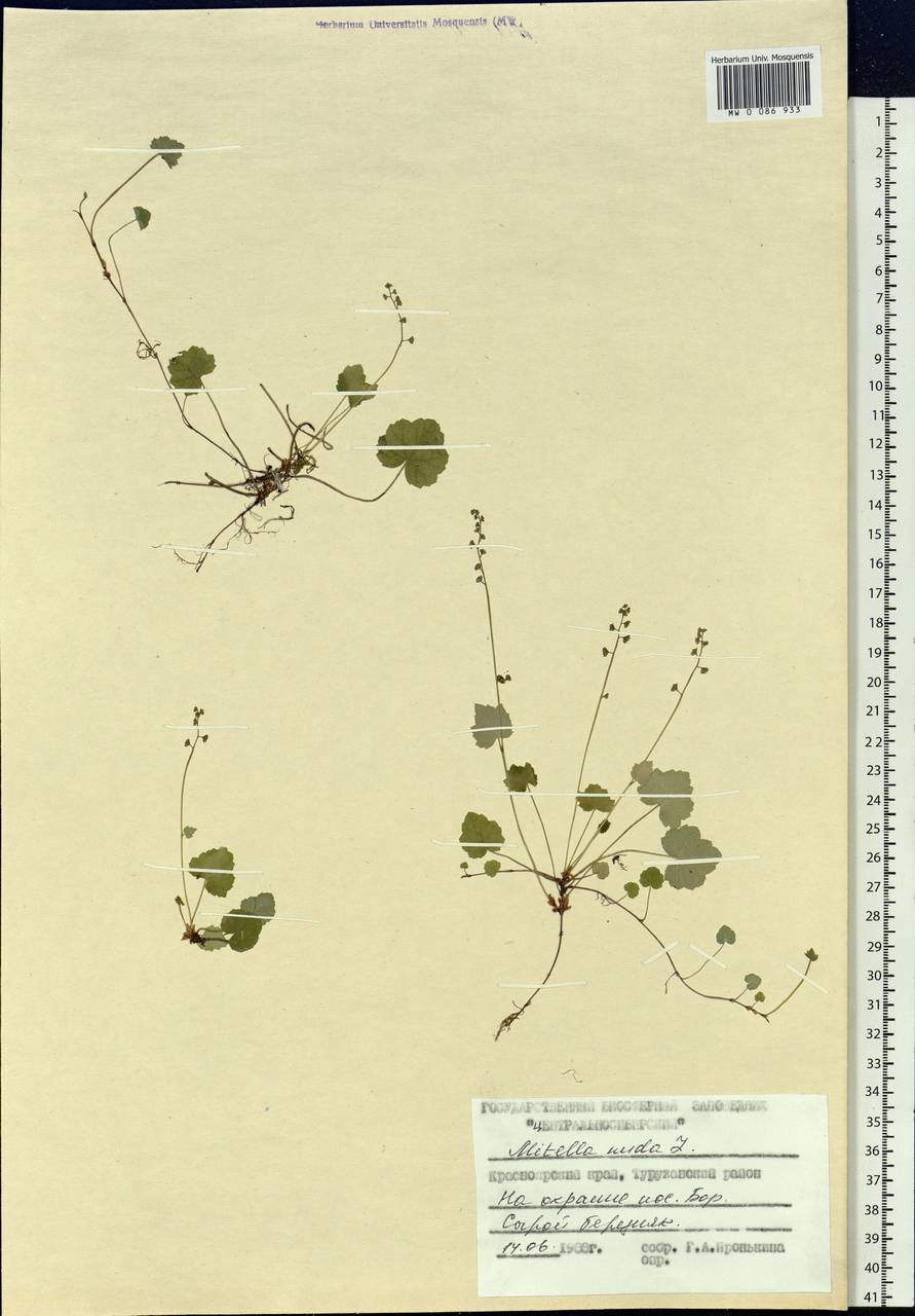 Mitella nuda L., Siberia, Central Siberia (S3) (Russia)
