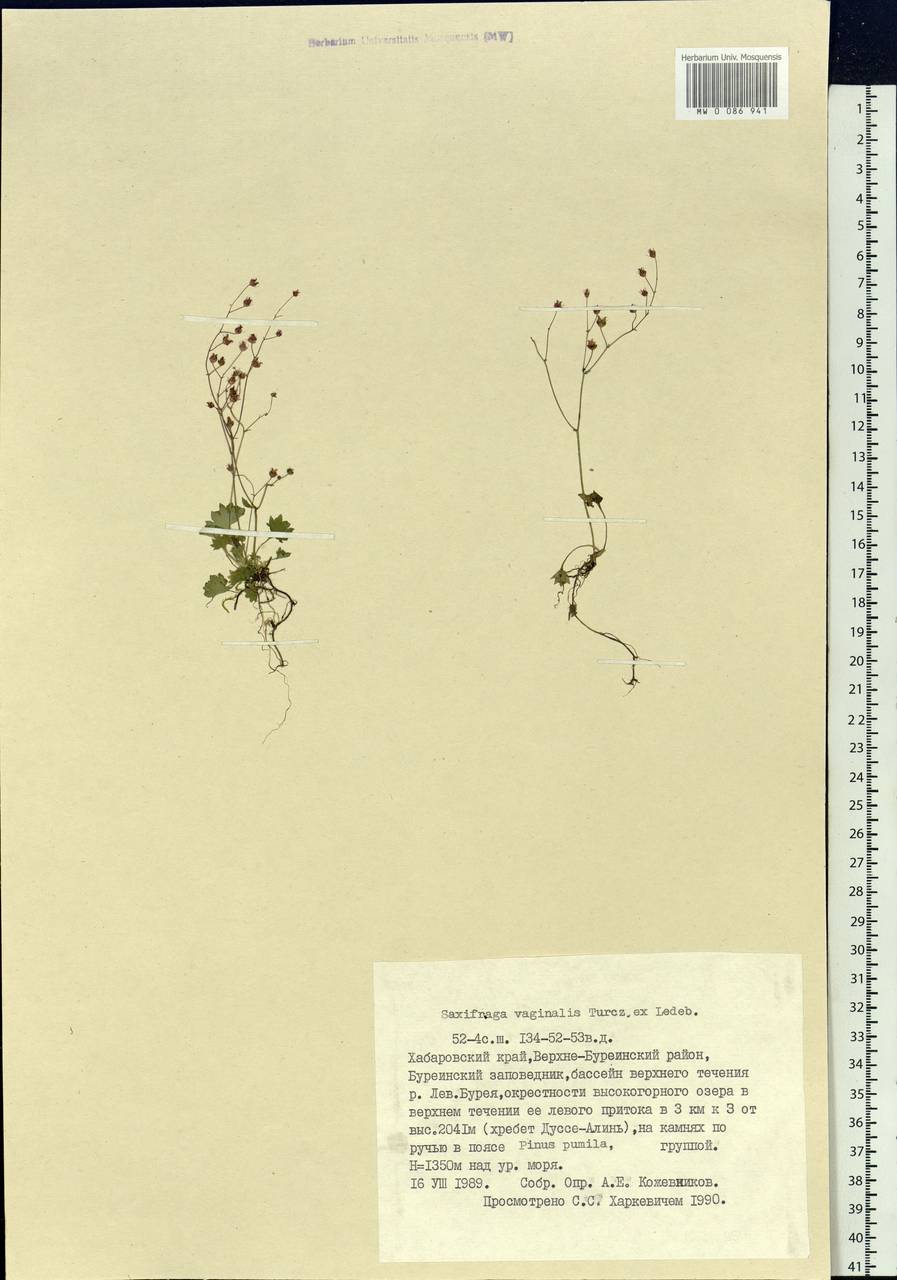 Micranthes nudicaulis, Siberia, Russian Far East (S6) (Russia)