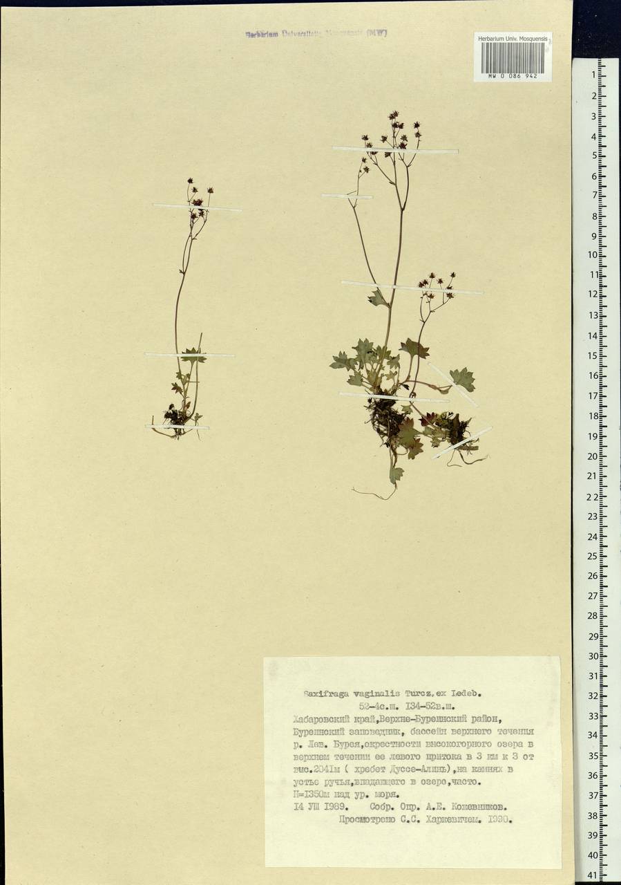 Micranthes nudicaulis, Siberia, Russian Far East (S6) (Russia)