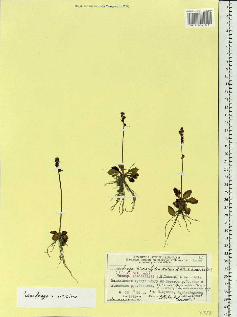 Micranthes ×ursina (Sipliv.), Siberia, Central Siberia (S3) (Russia)