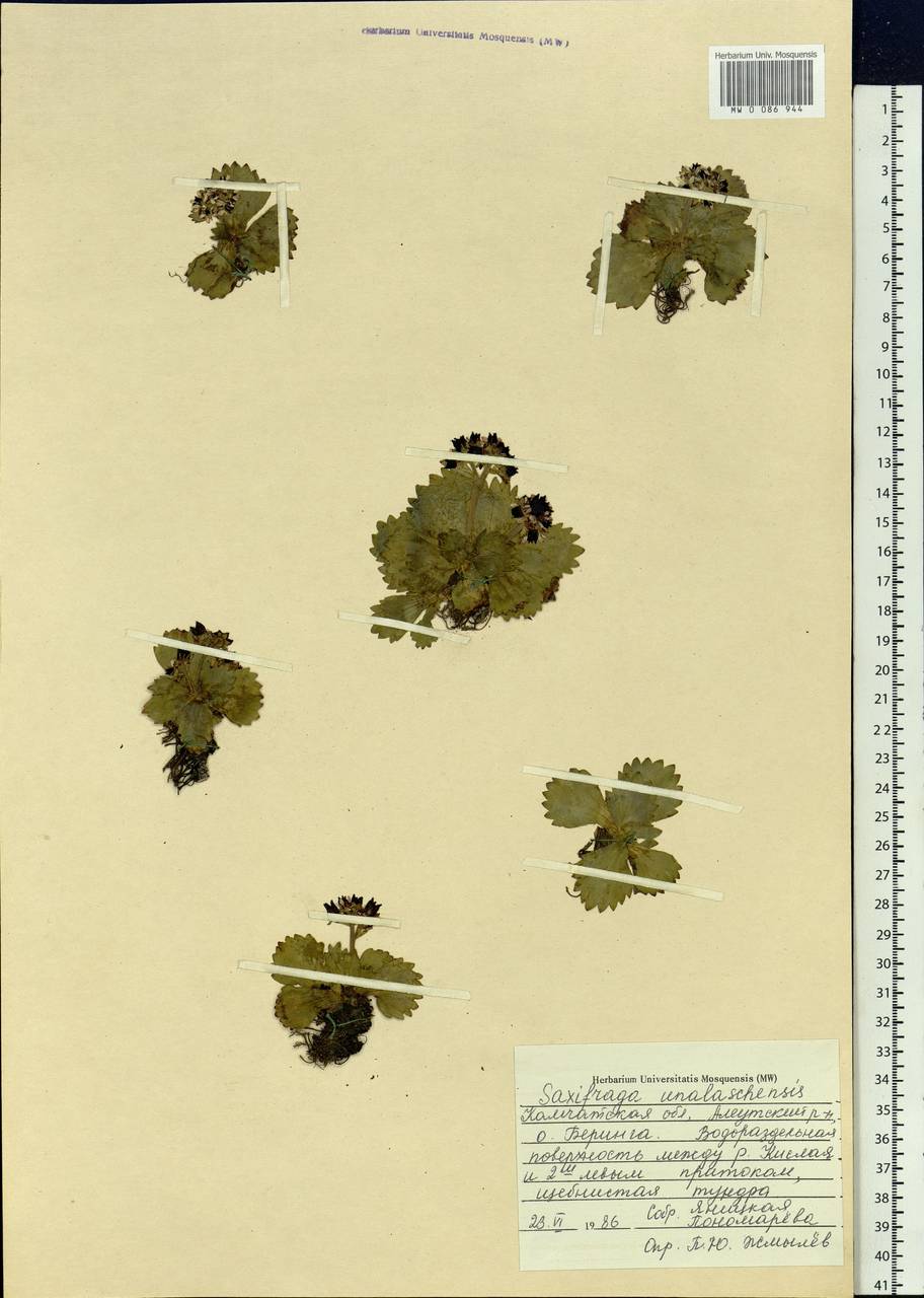 Micranthes unalaschcensis (Sternb.) Gornall & H.Ohba, Siberia, Chukotka & Kamchatka (S7) (Russia)