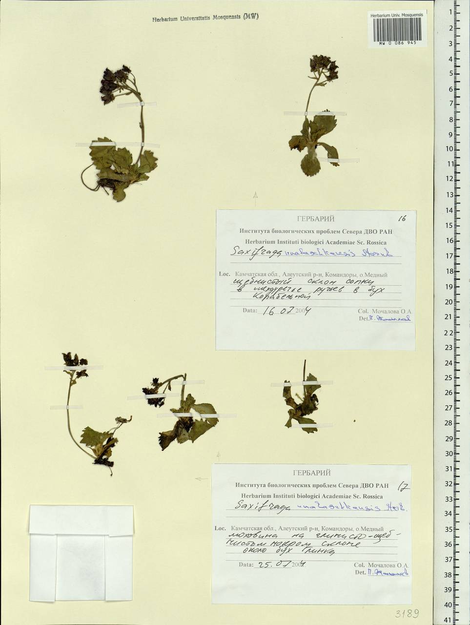 Micranthes unalaschcensis (Sternb.) Gornall & H.Ohba, Siberia, Chukotka & Kamchatka (S7) (Russia)