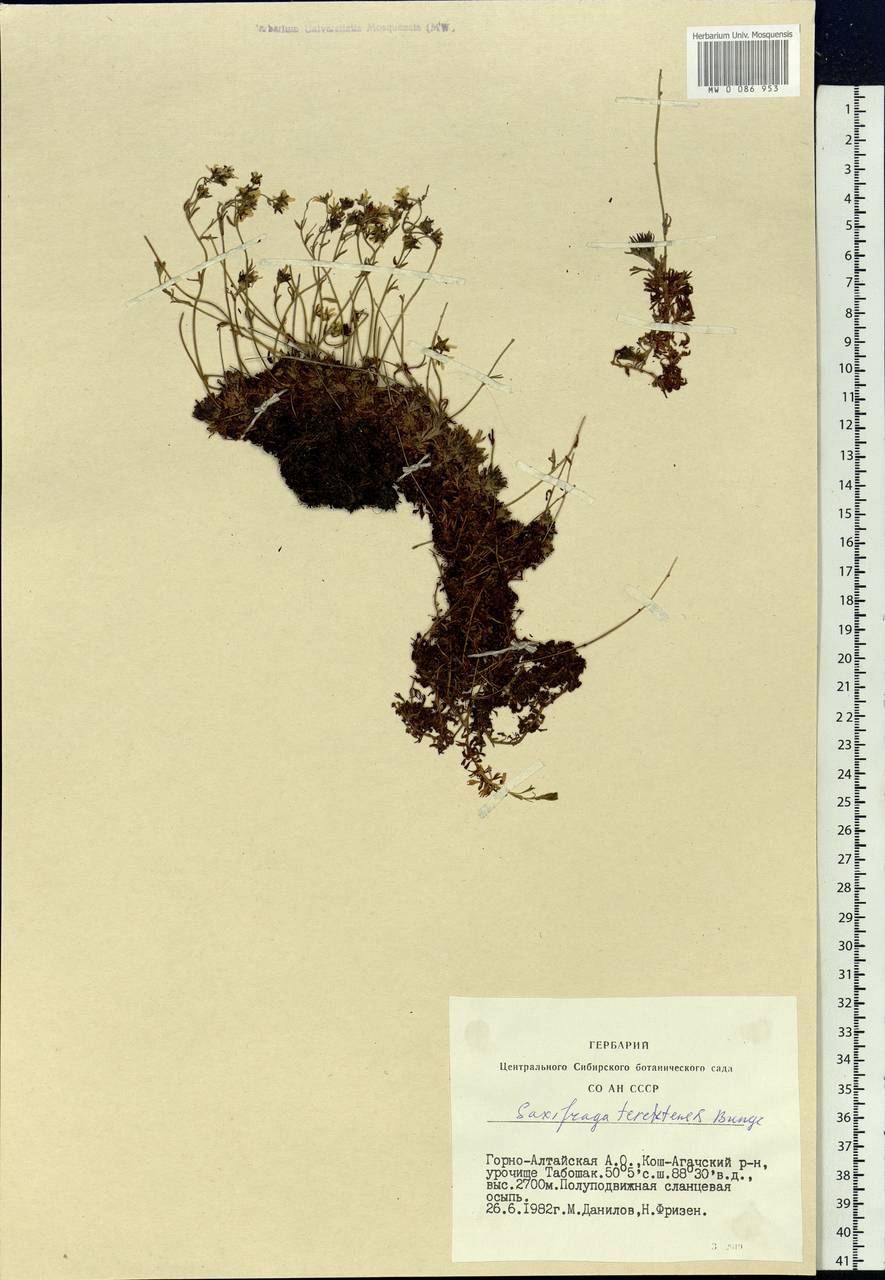 Saxifraga terektensis Bunge, Siberia, Altai & Sayany Mountains (S2) (Russia)