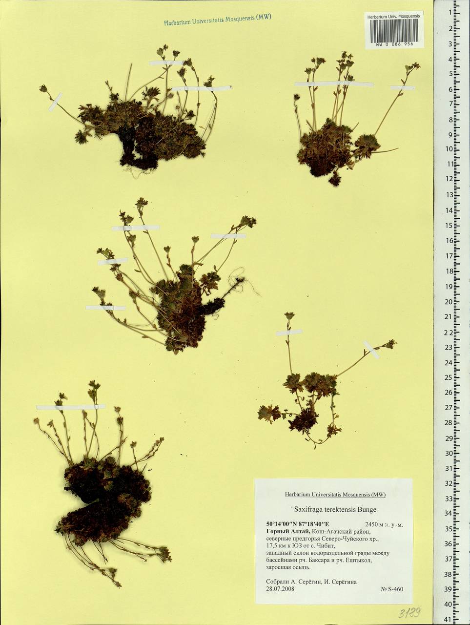 Saxifraga terektensis Bunge, Siberia, Altai & Sayany Mountains (S2) (Russia)