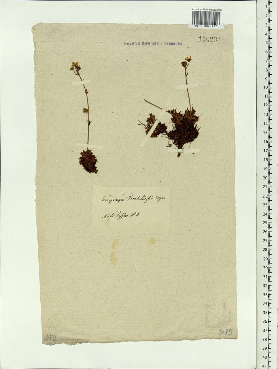 Saxifraga terektensis Bunge, Siberia (no precise locality) (S0) (Russia)