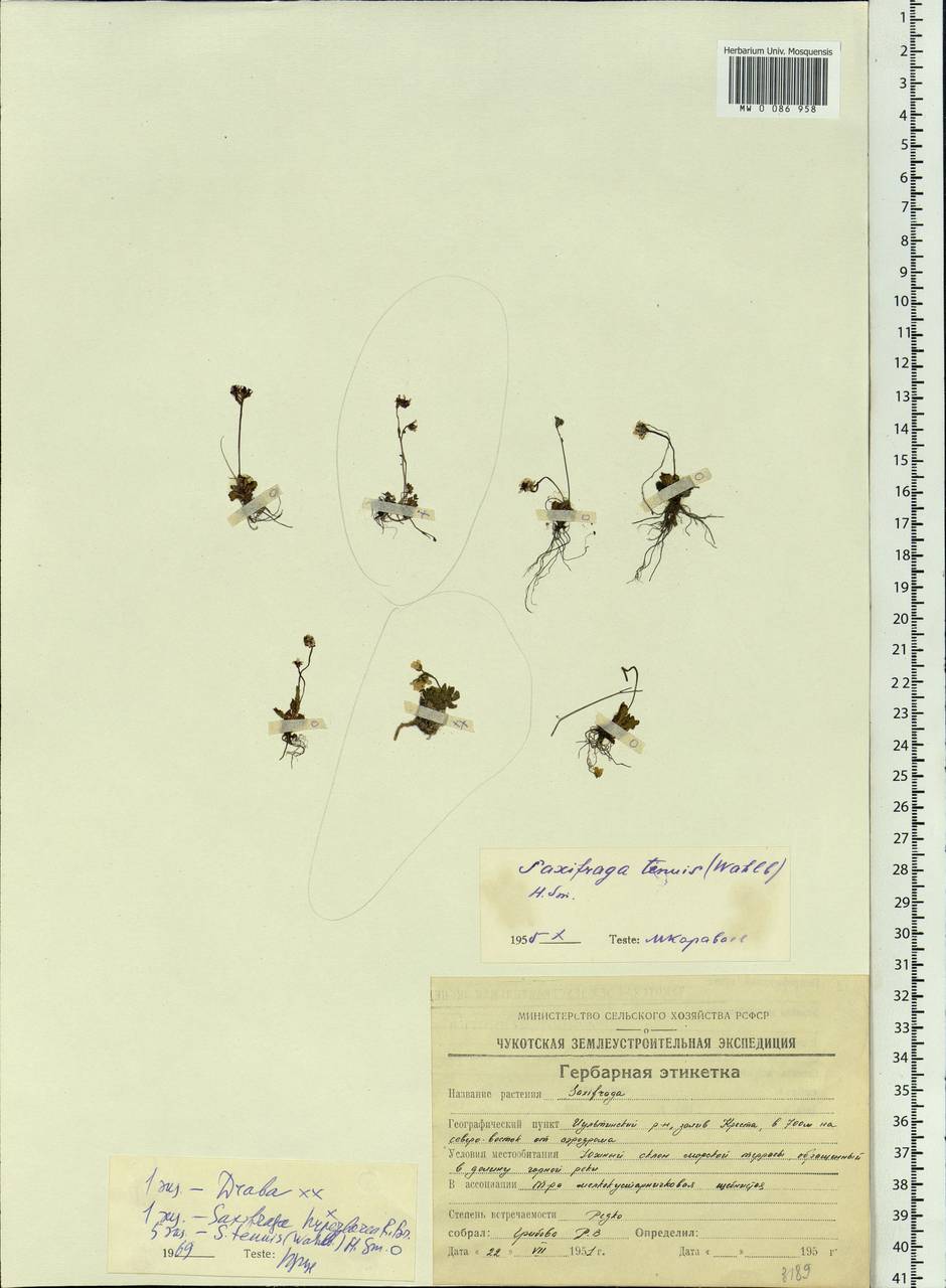 Micranthes tenuis (Wahlenb.) Small, Siberia, Chukotka & Kamchatka (S7) (Russia)