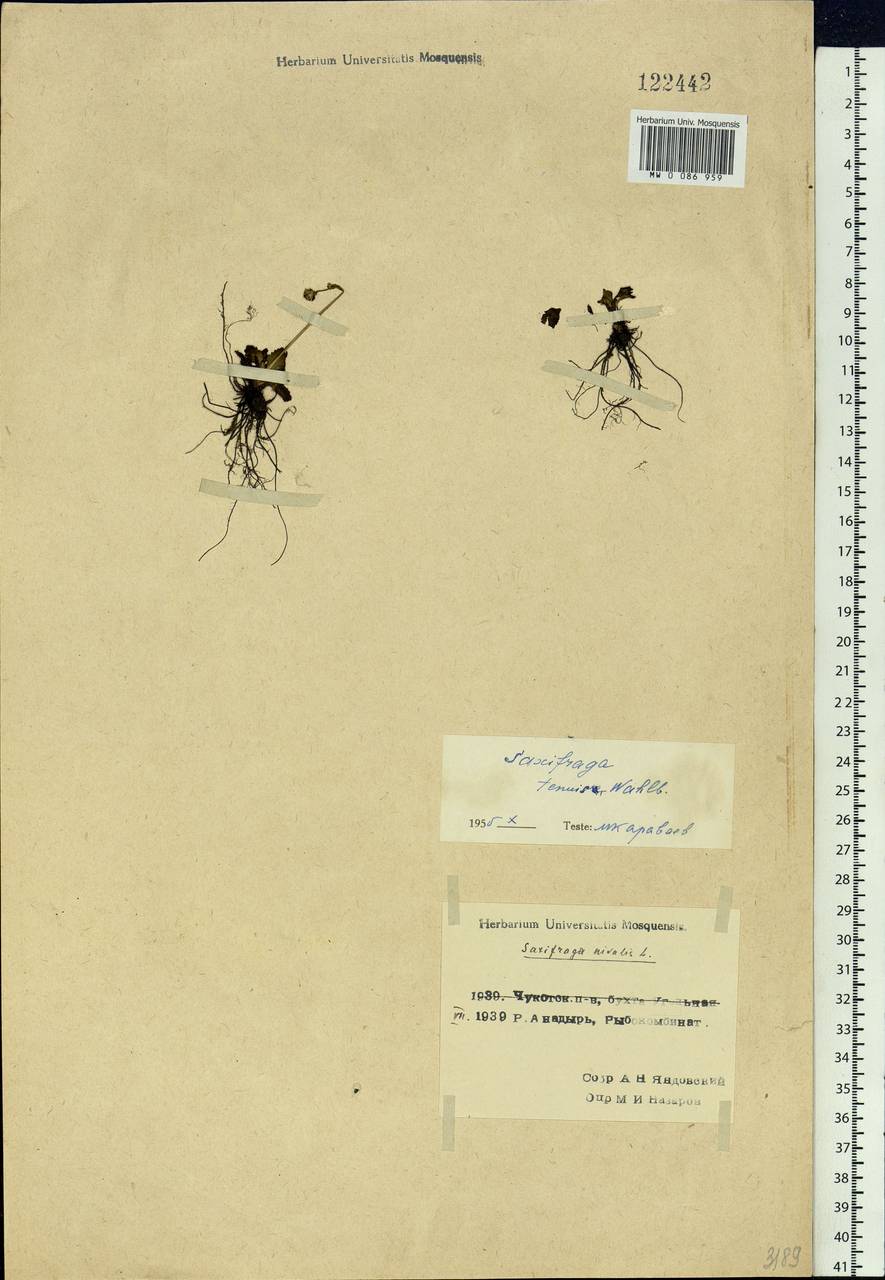 Micranthes tenuis (Wahlenb.) Small, Siberia, Chukotka & Kamchatka (S7) (Russia)