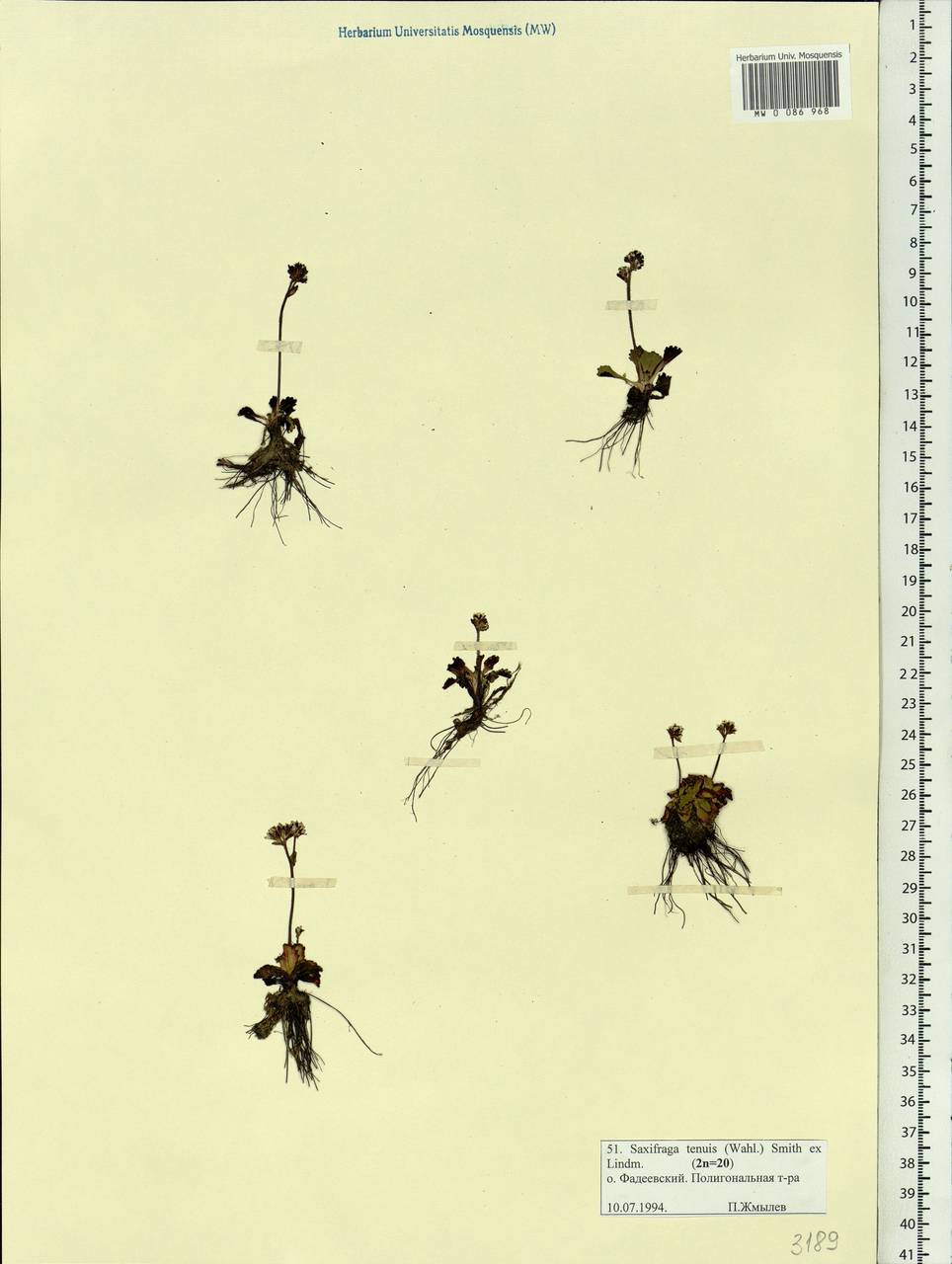 Micranthes tenuis (Wahlenb.) Small, Siberia, Yakutia (S5) (Russia)