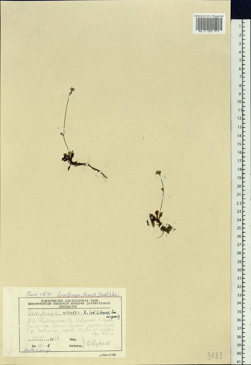 Micranthes tenuis (Wahlenb.) Small, Siberia, Central Siberia (S3) (Russia)