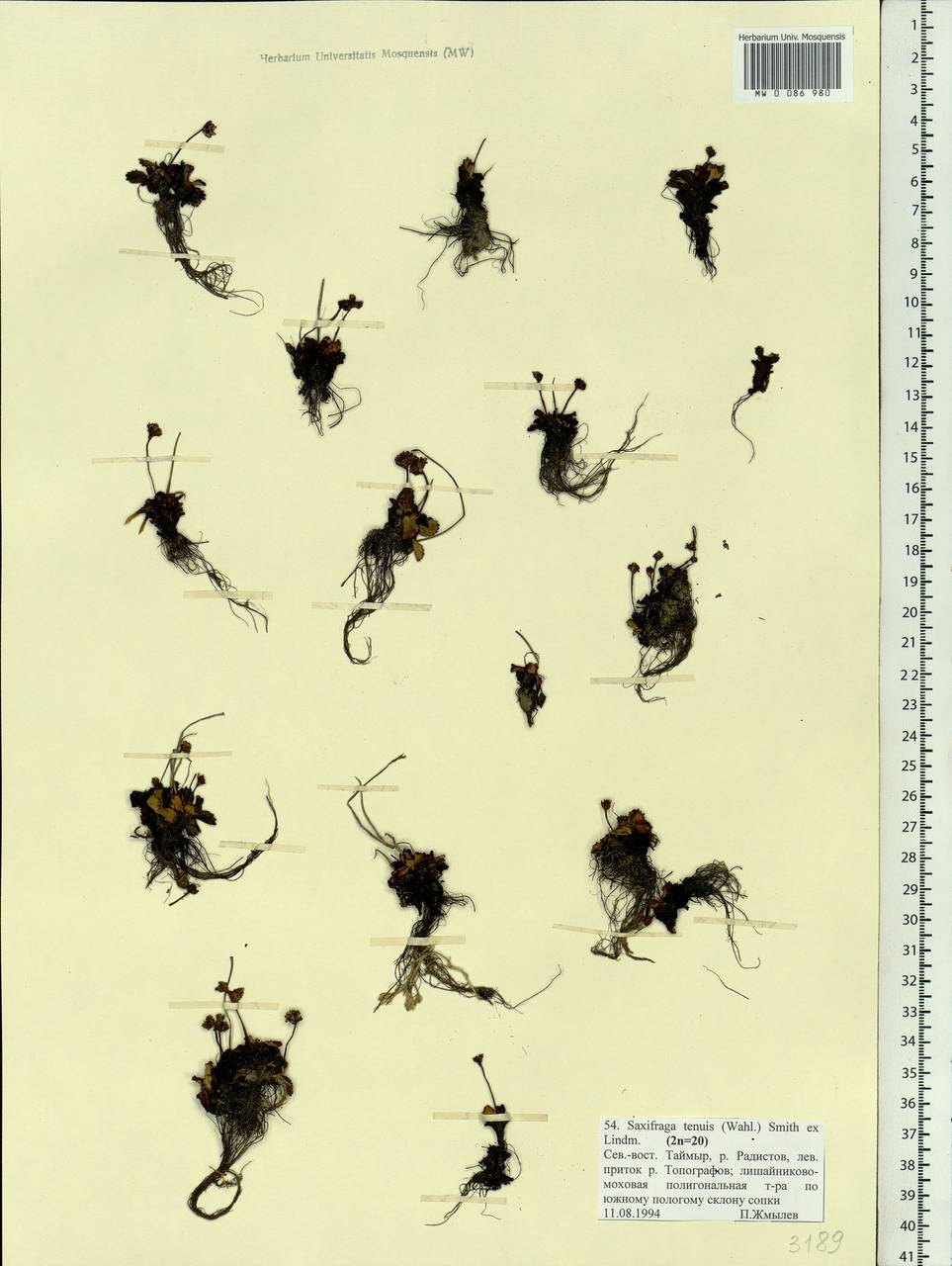 Micranthes tenuis (Wahlenb.) Small, Siberia, Central Siberia (S3) (Russia)