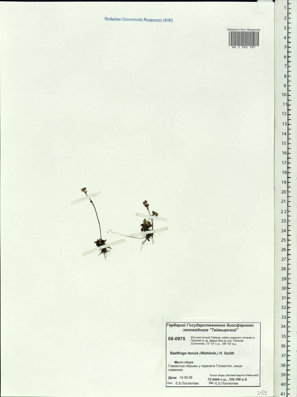 Micranthes tenuis (Wahlenb.) Small, Siberia, Central Siberia (S3) (Russia)