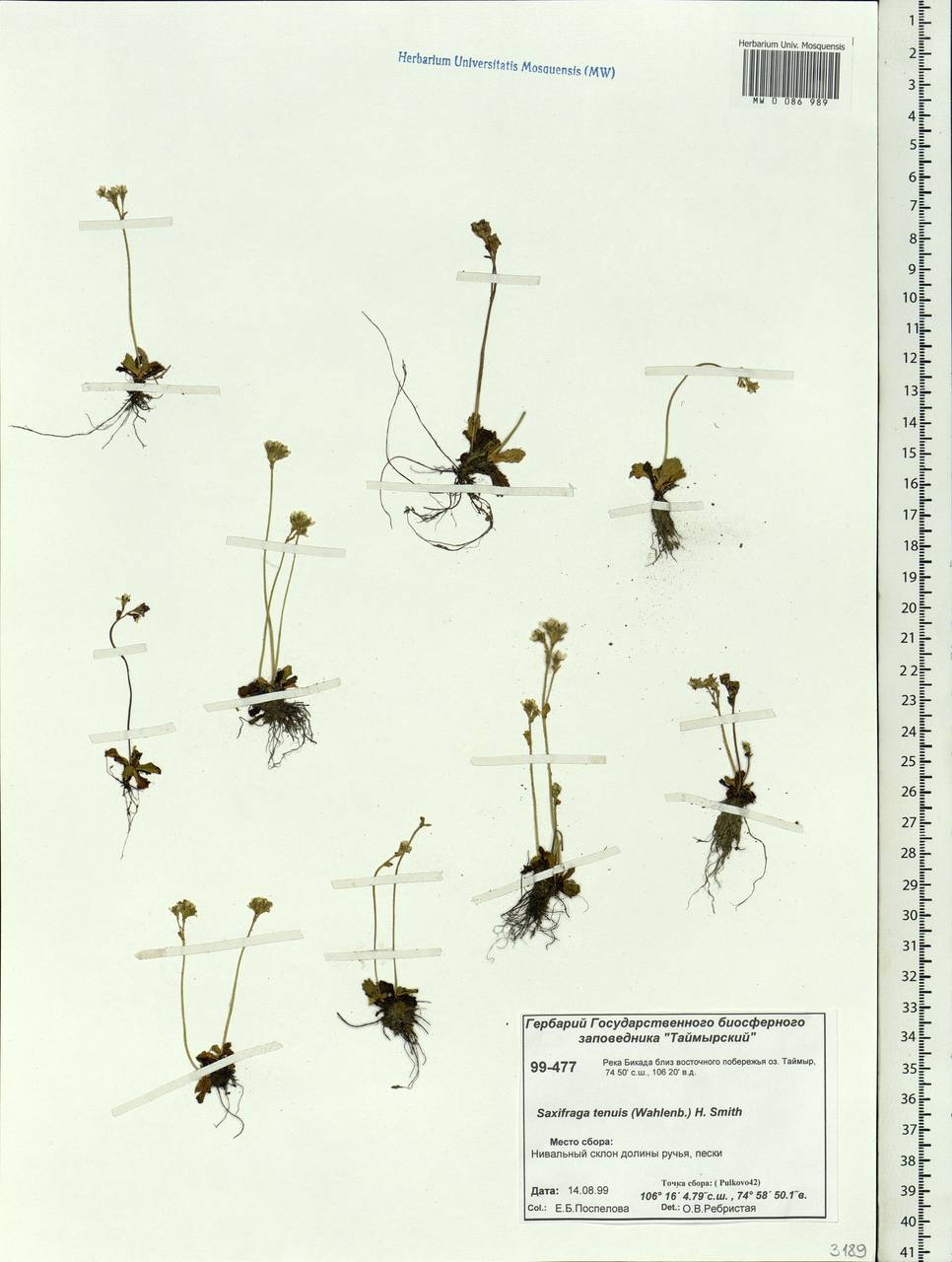 Micranthes tenuis (Wahlenb.) Small, Siberia, Central Siberia (S3) (Russia)