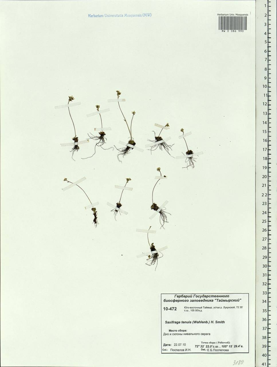 Micranthes tenuis (Wahlenb.) Small, Siberia, Central Siberia (S3) (Russia)